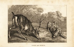クワガタ（Cervus elaphus）とユキヒョウ（Panthera uncia）の邂逅 作： Samuel (after) Howitt