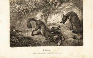 死んだ鳥を持ったキツネが他のキツネを撃退する様子 作： Samuel (after) Howitt