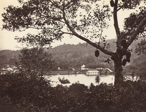 公園のある寺院と島を示すアッパー レイク ロードからのぞき見 -- 前景に果樹 作： Samuel Bourne