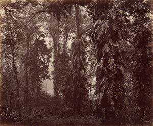 インド、ダージリン 作： Samuel Bourne