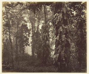 ダージリン、インド、c。 1865年。 作： Samuel Bourne