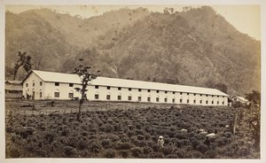Selim Tea Estate、ダージリン、新工場、下部部門、  「ダージリンの景色」より、  1860～80年    (白黒写真) 作： Samuel Bourne