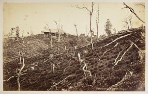 セリム茶園、ダージリン、  「ダージリンの景色」より、  1860年～1880年、  (白黒写真) 作： Samuel Bourne