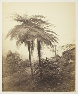 ザ・ツリー・ファーン、賞の写真 作： Samuel Bourne