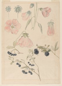 植物の詳細研究: タチアオイ、ブルーベリー、ブラックベリー 作： Samuel Colman