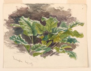植物学研究 作： Samuel Colman