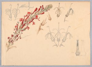 枢機卿の花 作： Samuel Colman