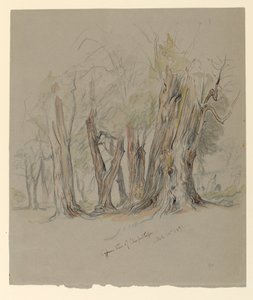 メキシコ、チャプルテペックのヒノキの木 作： Samuel Colman
