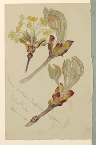 デッサン、習作。広がるトチノキとカエデの芽、セントラルパーク、N.Y.C.、1880年4月26日 作： サミュエル・コルマン