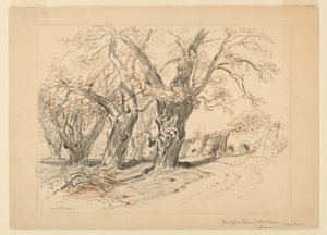 メキシコ、チャプルテペック公園「モンテズマの檜」のためのドローイング、習作 作： Samuel Colman