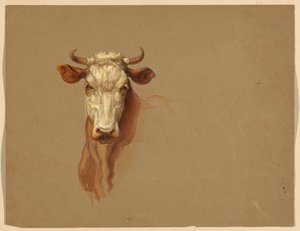 デッサン、2つの習作  牛、1876年 作： サミュエル・コルマン