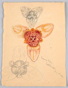 日本のユリ、イーストハンプトン 作： Samuel Colman