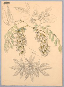 イナゴの花 作： Samuel Colman