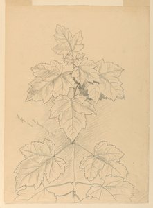 カエデの葉、砂漠山 作： Samuel Colman