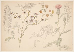 草原の花の研究 作： Samuel Colman