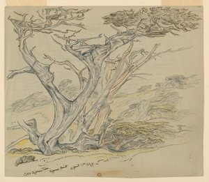 ヒノキ古木の研究、サイプレス ポイント 作： Samuel Colman