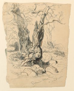 シカモアの研究 作： Samuel Colman