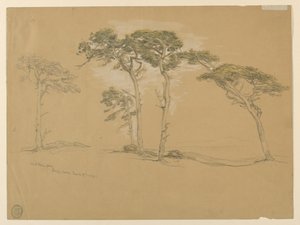 風に吹かれた松、パシフィック グローブ。 Verso: Point Sur への太平洋岸道路。 作： Samuel Colman