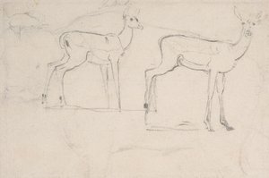 立っている 2 頭のパラシカの習作 作： Samuel Daniell