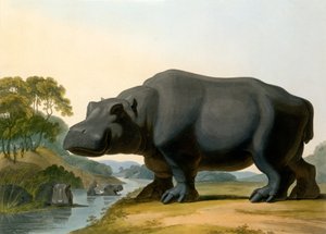カバ、1804 作： Samuel Daniell