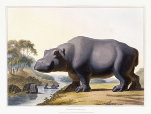ヒポポタマス、1804年 作： Samuel Daniell