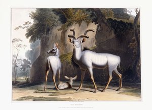 クードゥー、1804年 作： Samuel Daniell