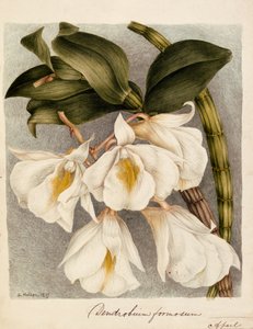 シンビジウムハンサム、c.1839（水彩）