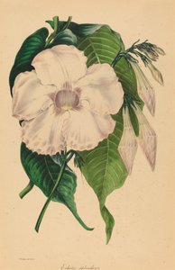 あなたは明るく輝いています 作： Samuel Holden