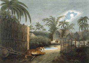 トーマスウィリアムソン作の「オリエンタルフィールドスポーツ」（1808年）から、村（恐怖の牛）をうろついているトラ