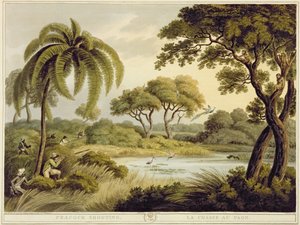 孔雀射撃、オリエンタルフィールドスポーツ、パブから。 Edward Orme、1807（印刷）