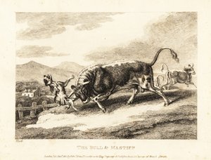 雄牛が野原で犬を突き殺します。 1811年（エッチング） 作： Samuel Howitt