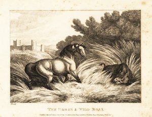 馬とイノシシが牧草地で対決。 1811年（エッチング） 作： Samuel Howitt