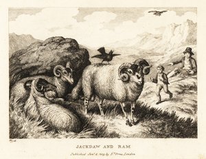 コクマルガラスは雄羊の背中で歌います。 1811年（エッチング） 作： Samuel Howitt