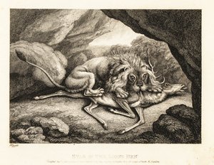 洞窟で鹿の死骸を食べるライオン。 1811年（エッチング）