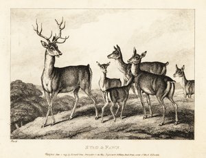 鹿と子鹿の雄鹿。 鹿と子鹿。 1811年（エッチング） 作： Samuel Howitt
