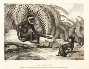 尻尾のないサルがキツネに尻尾の一部を要求します。 猿と狐。 1811年（エッチング） 作： Samuel Howitt