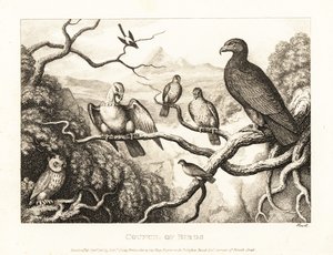 ワシは木の鳥のコートを主宰します。 1811年（エッチング） 作： Samuel Howitt