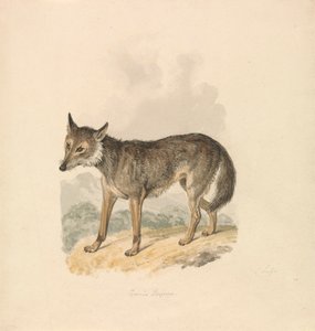 Canis Lupus、または灰色オオカミ 作： Samuel Howitt