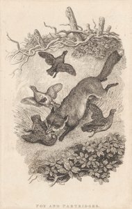 キツネとヤマウズラ 作： Samuel Howitt