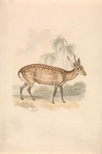 Hog Deer 作： Samuel Howitt