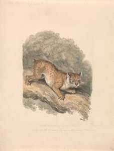 北アメリカオオヤマネコ 作： Samuel Howitt