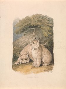 O lince do Canadá da vida 作： Samuel Howitt