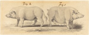 2 つの中国の豚 作： Samuel Howitt