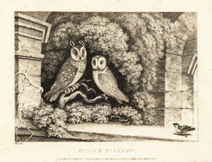 2 羽のフクロウとスズメ。 1811年（エッチング） 作： Samuel Howitt