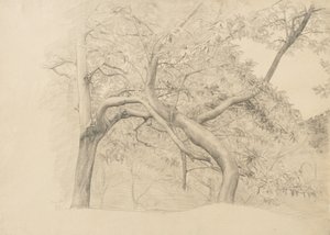 1884年の紅葉の木の茂み（バフレイド紙のグラファイト） 作： Samuel Isham