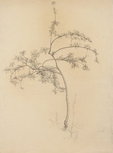 花の咲く木、1884年（バフレイド紙にグラファイト） 作： Samuel Isham