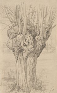 節くれだった木、1884年（バフレイド紙にグラファイト） 作： Samuel Isham