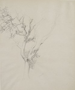 木の研究、1884年（灰色の織り紙上のグラファイト）