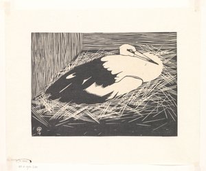 コウノトリ (コウノトリ)