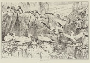 サウスケンジントンの自然史博物館にあるバスロックの鳥 作： Samuel John Carter